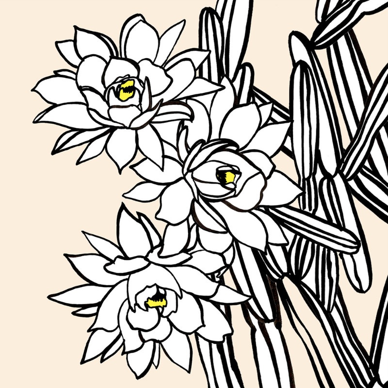 illustration penelope rolland fleurs 04.jpg - Pnlope ROLLAND | Virginie